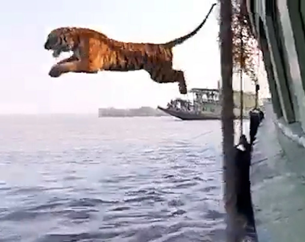 Viral video: This tiger jumps from boat, brings alive a scene from ‘Life of Pi’; netizens enthralled