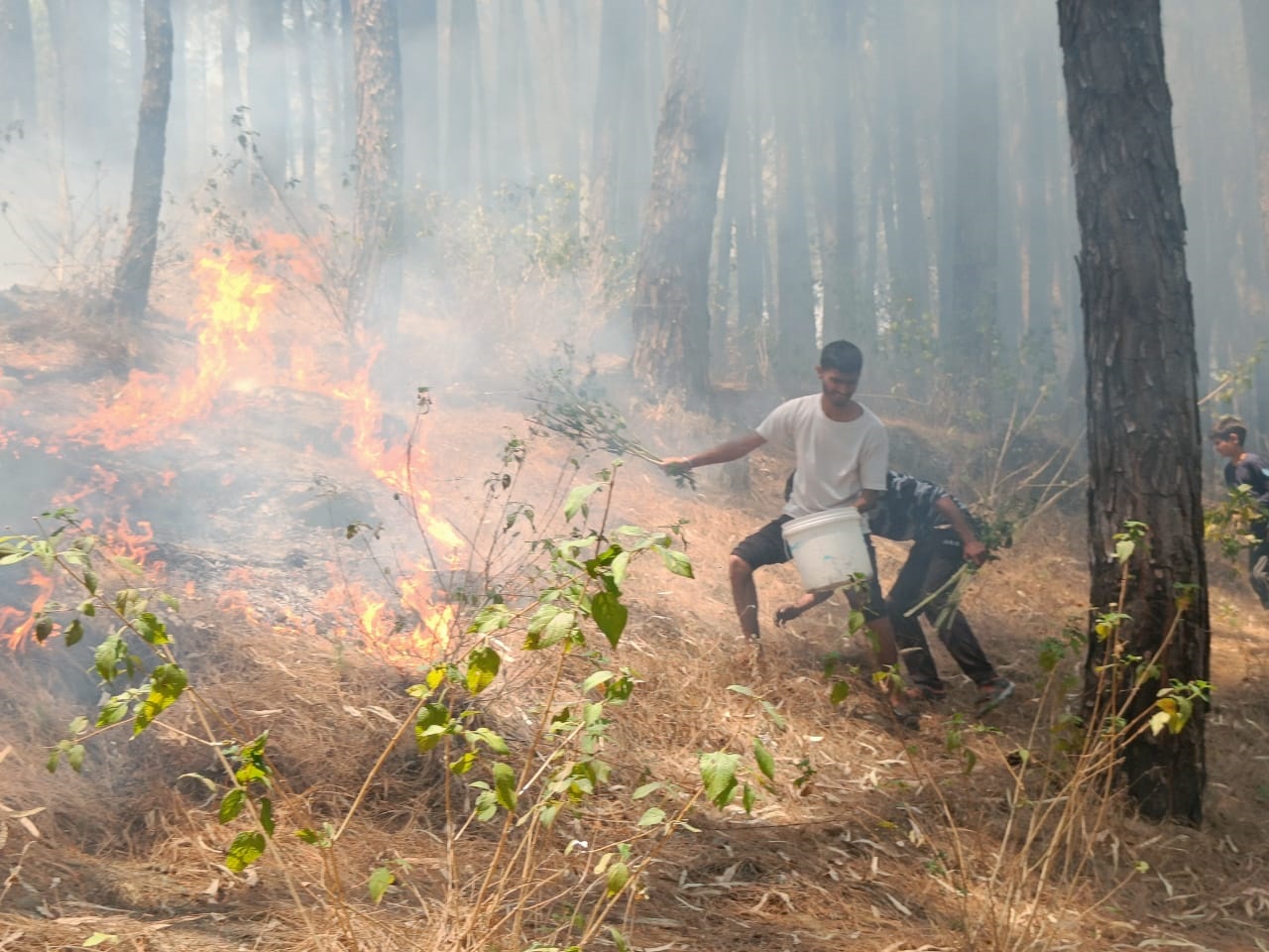 Forest fires rage in Palampur