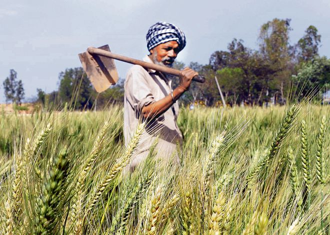 Input cost up, Punjab farmers a worried lot