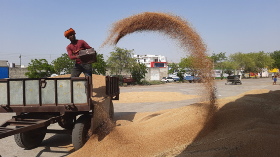 Wheat procurement starts at FCI silo in Kaithal district