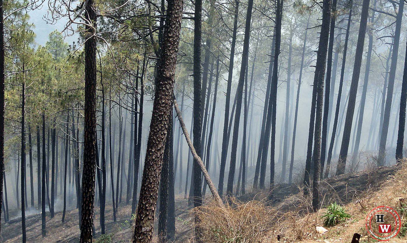 Steps initiated to combat forest fires in lower Kangra