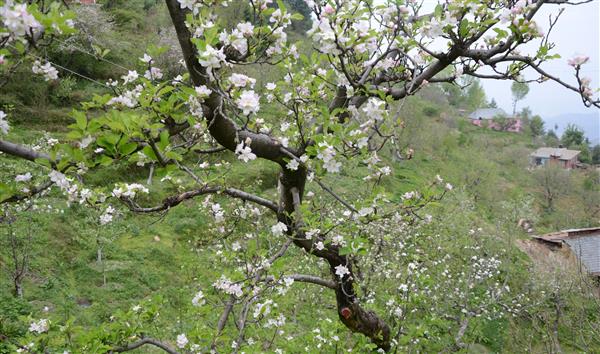 Apple orchards in full bloom in Himachal's Kullu district, good yield expected