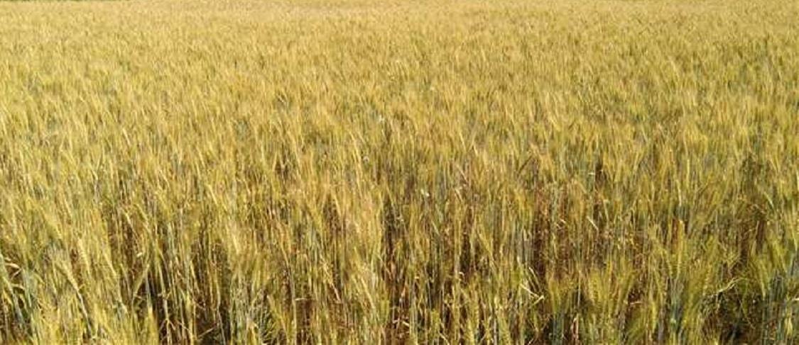 Dry spell worries Kangra farmers
