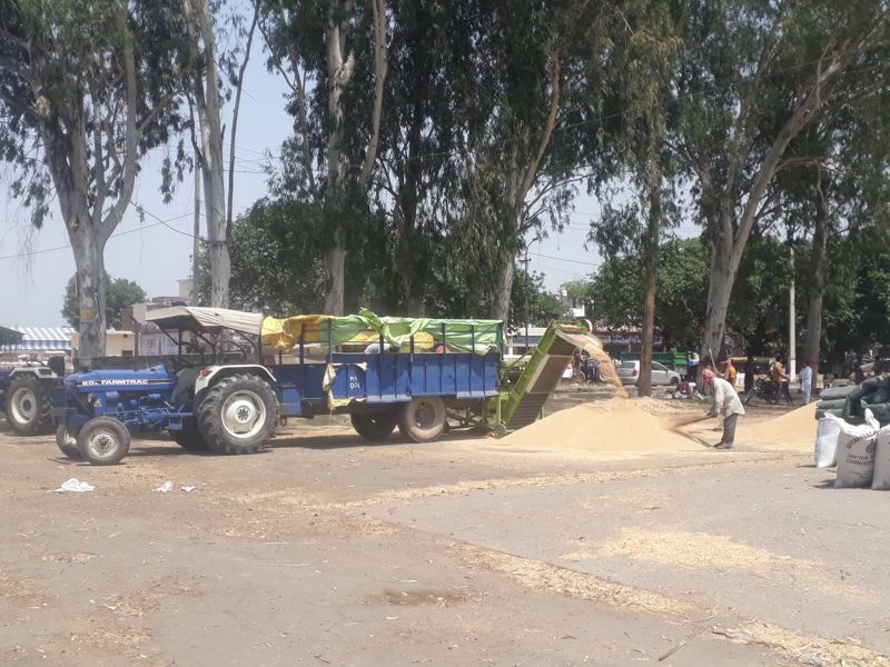 Slow lifting of wheat in Yamunanagar delays payment to farmers