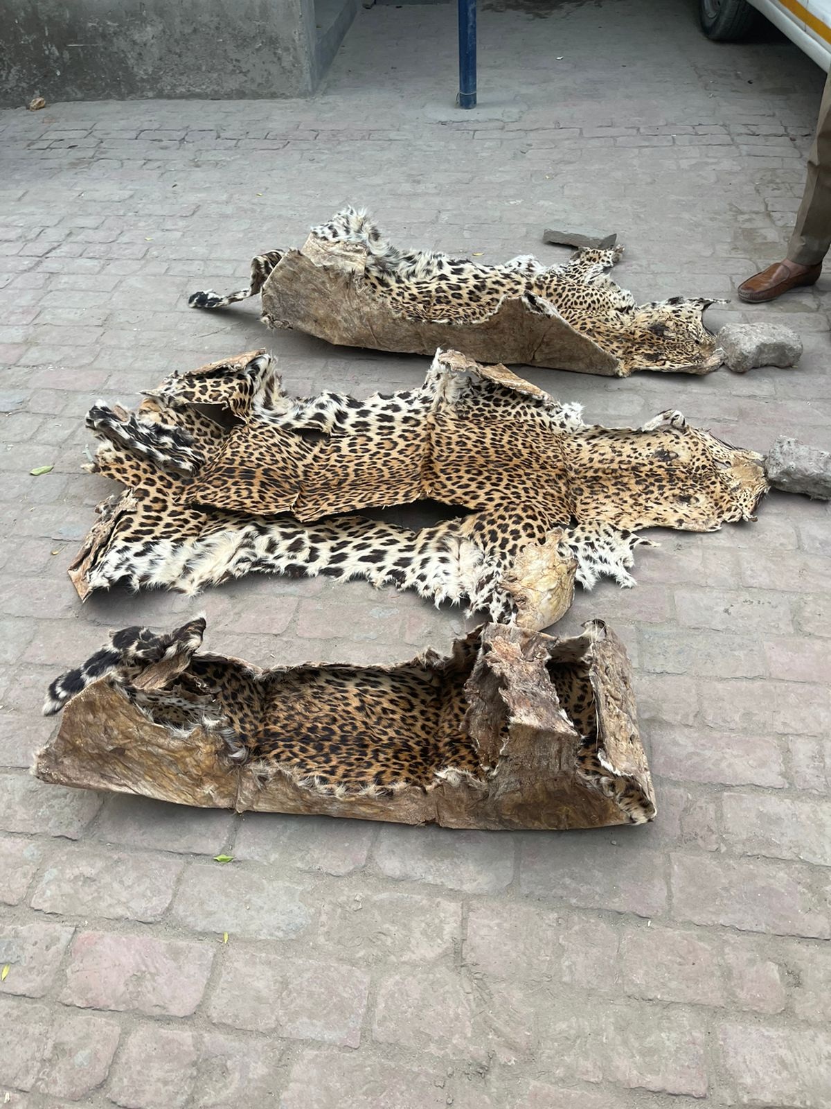 Ludhiana: 3 leopard skins recovered from house, man arrested