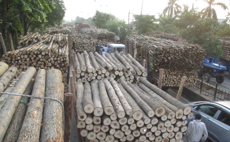 Yamunanagar farmers upbeat as poplar wood rate at all-time high