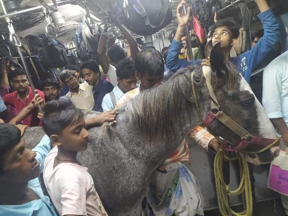 Watch: Video of a horse travelling in West Bengal local train goes viral; authorities order probe