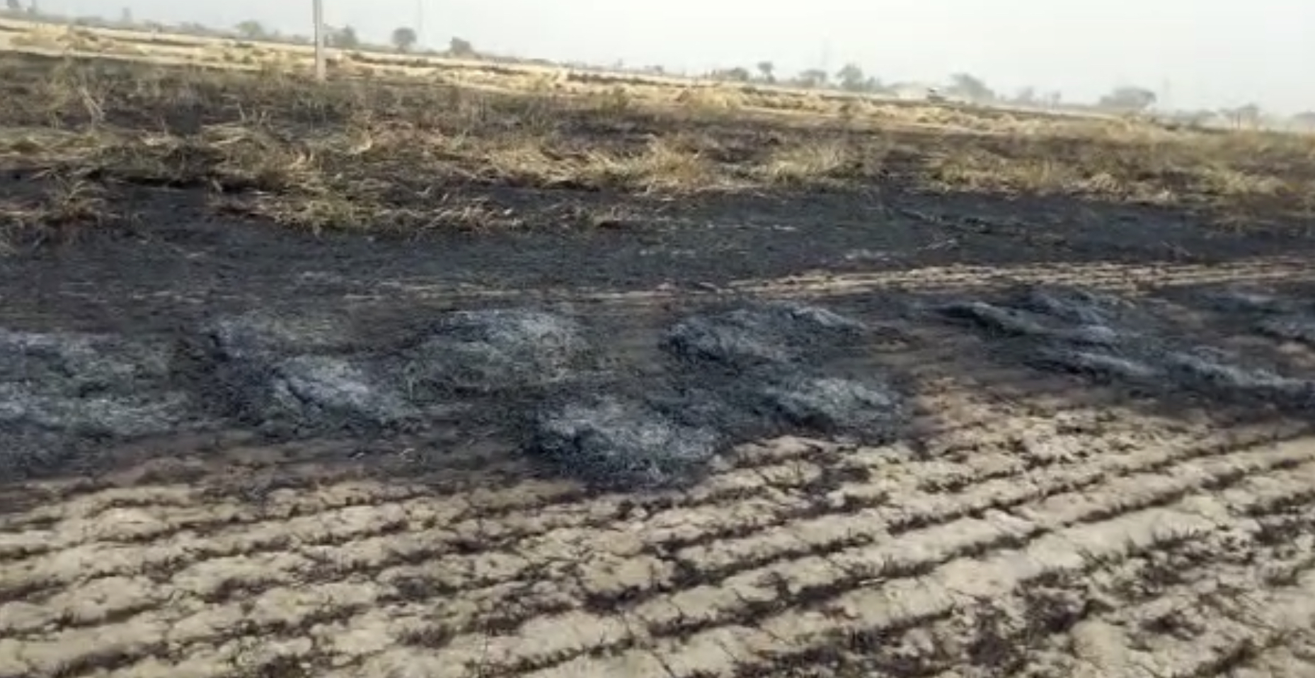 Fire destroys wheat crop on 48 acres in Bhiwani