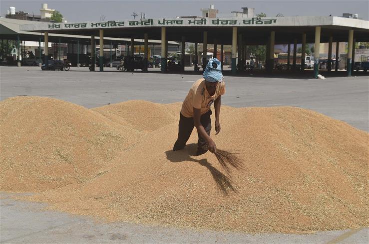Wheat procurement sluggish across Bathinda district