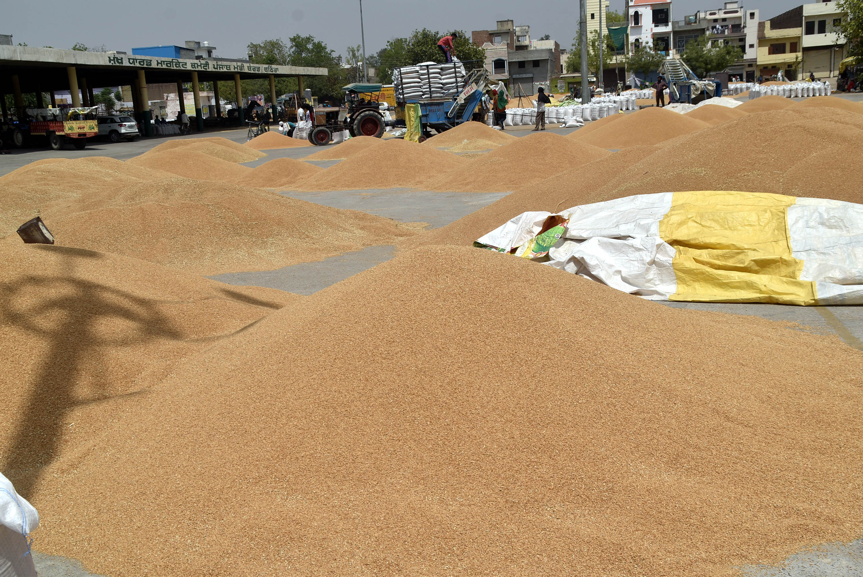 Shrivelling of grain: Centre’s procurement norm relaxation a respite for farmers