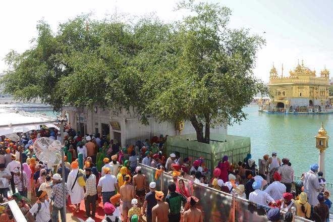 Restoration of centuries-old berry trees at Golden Temple begins