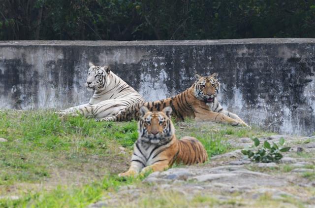 No carnivore escaped from Chhatbir Zoo, says official