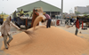 Most dists have 20% shrivelled grain: FCI report