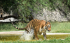 Ice slabs, fountains, coolers for animals at Chhatbir zoo