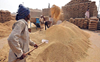 Wheat being bought above MSP: Mandi officials