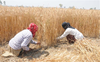 Pvt traders in Rewari buy wheat above MSP