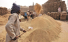 Fearing sharp drop in wheat yield, Punjab farmers seek compensation