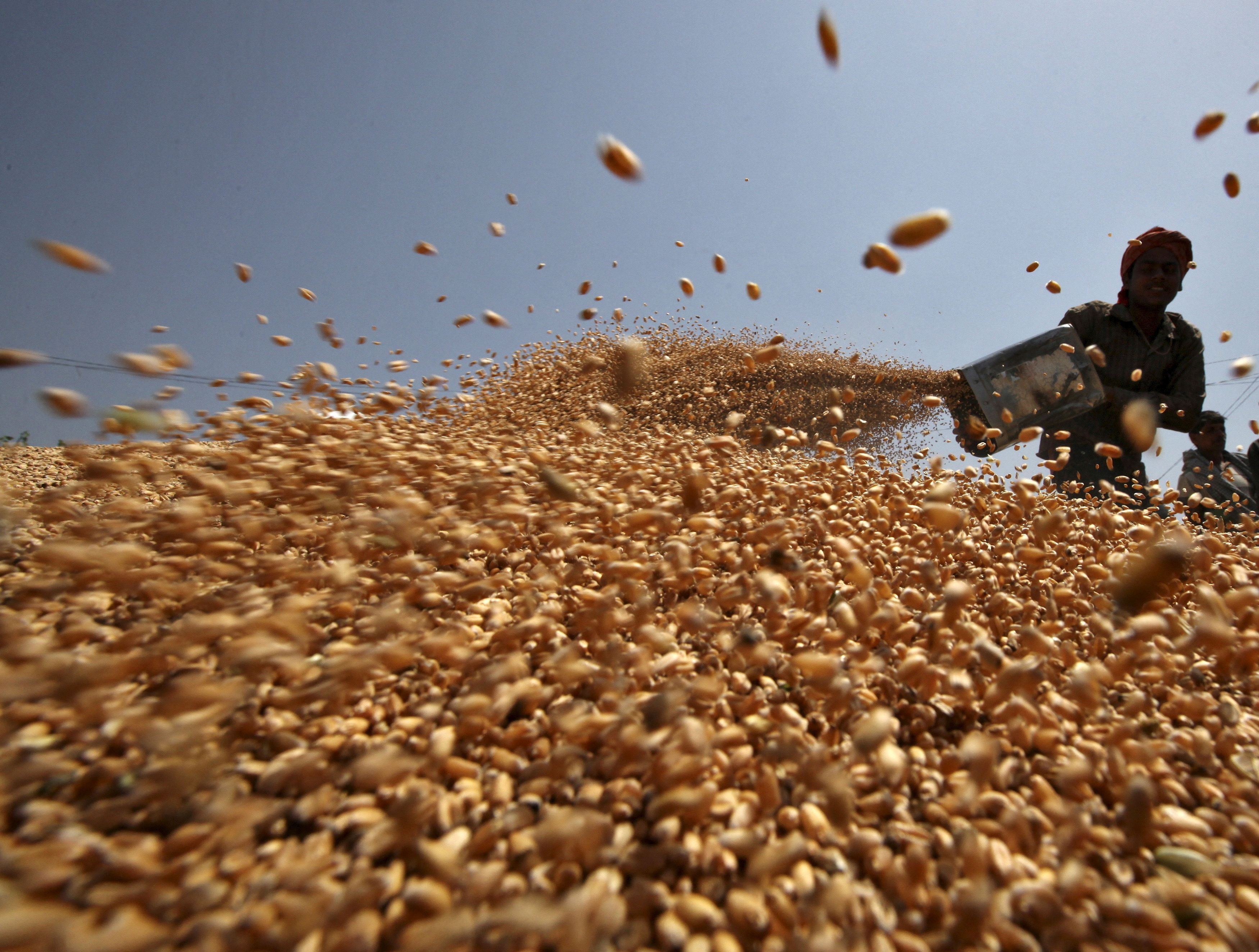 Commerce ministry tightens norms to check wheat export by corrupt traders