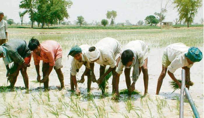 97 Malwa villages exempt from paddy schedule