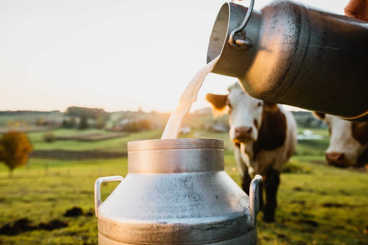 Milkfed increases milk procurement price by Rs 20 per kg fat
