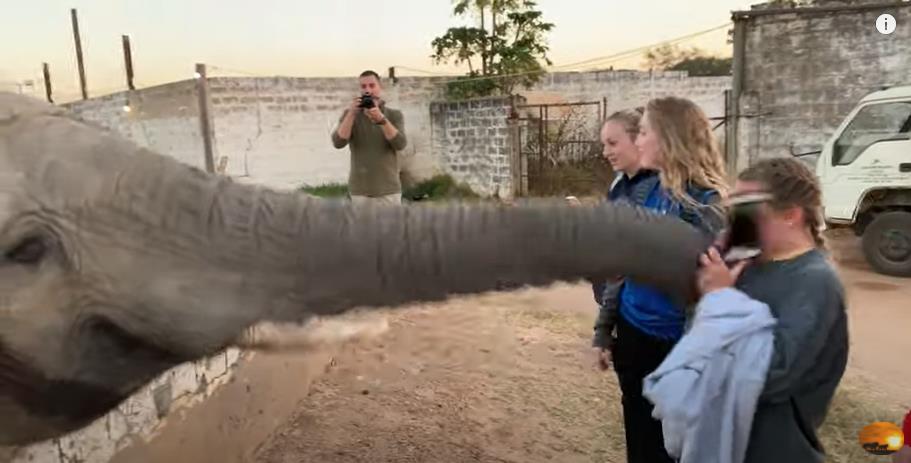 No photos! Elephant whacks girl taking pictures, gets annoyed over paparazzi; video inside