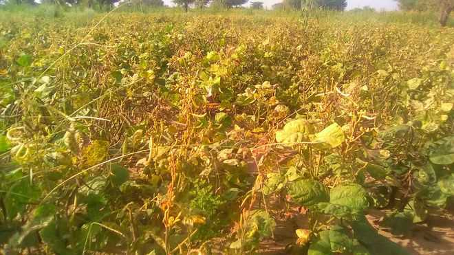 Punjab farmers double area under moong after MSP assurance