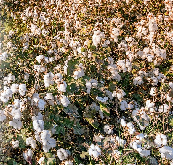 Gujarat Bt cotton seed makes way into Punjab illegally