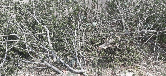 Despite High Court stay, trees 'axed' in Sangrur