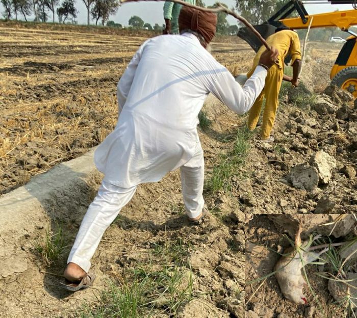 Direct seeding of rice faces rodent threat in Moga, Ferozepur