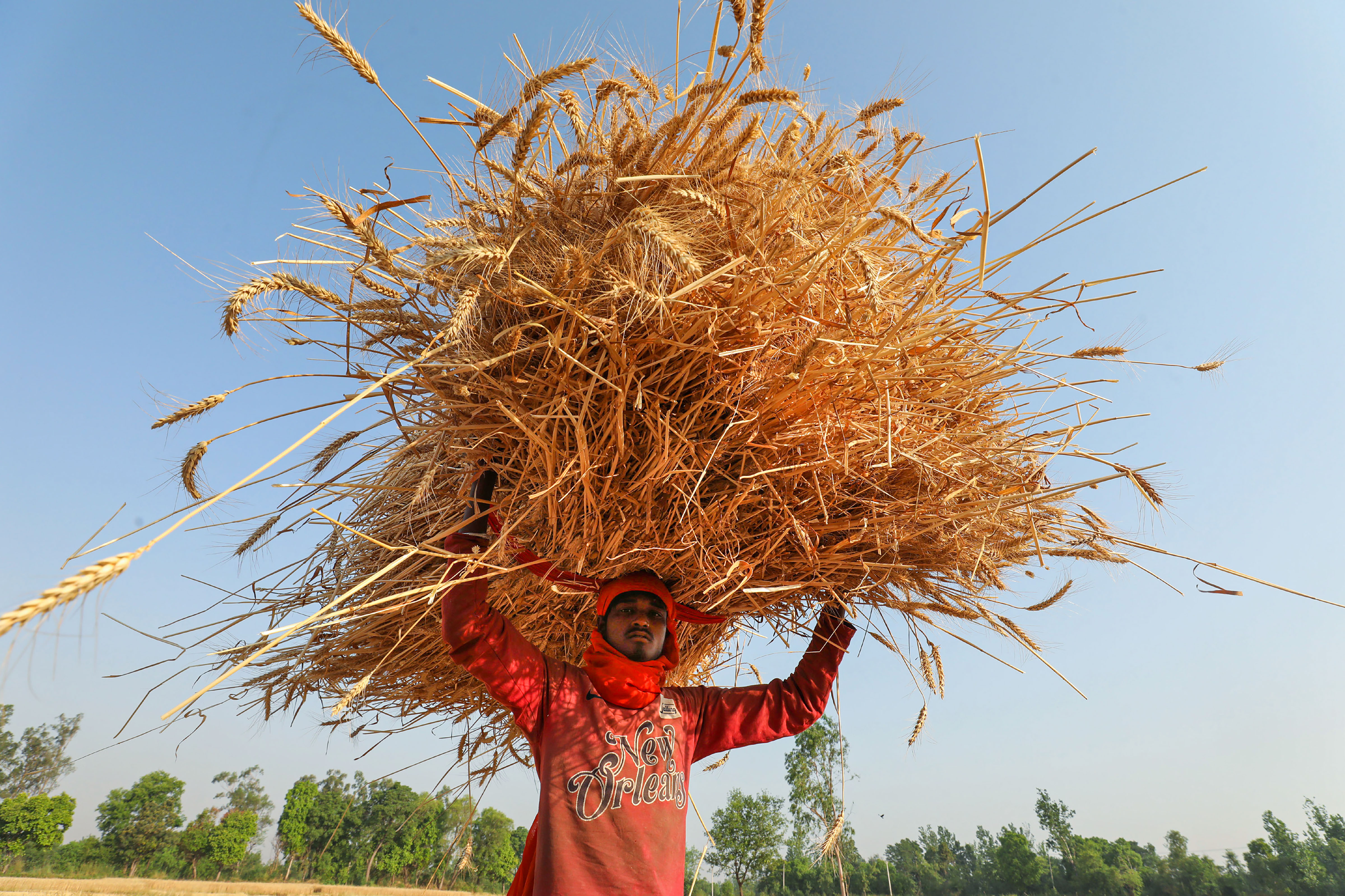 Congress slams wheat export ban, says move ‘anti-farmer’