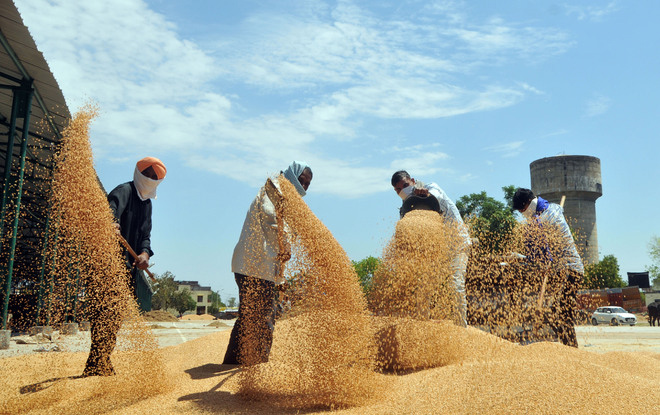 Wheat export ban to cool down retail prices in week or so: Food Secretary