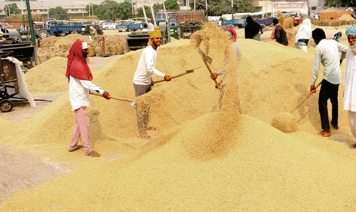 5 Central teams to visit Punjab mandis, collect wheat samples