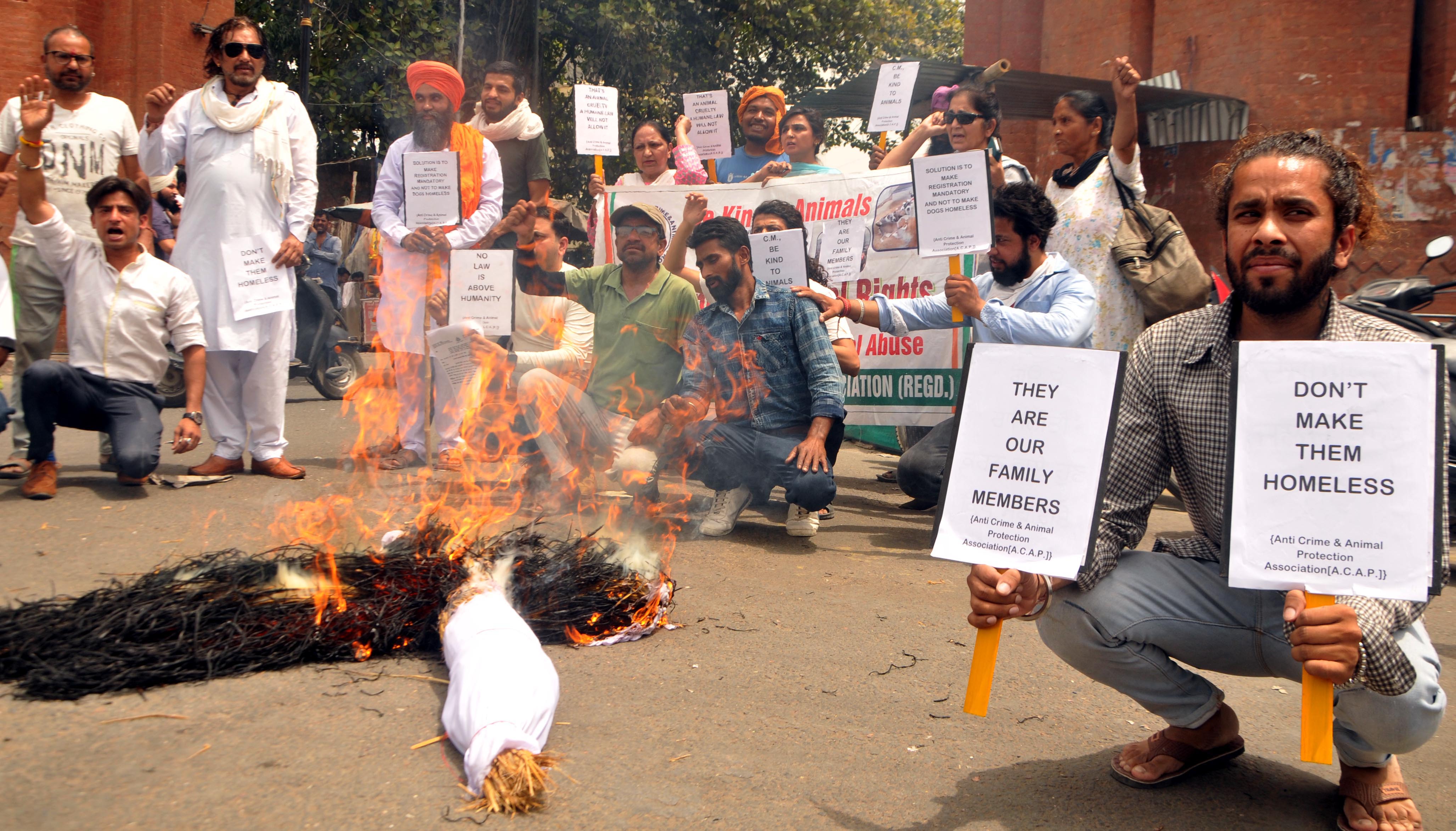 Animal lovers hold protest in Amritsar, burn Bhagwant Mann’s effigy