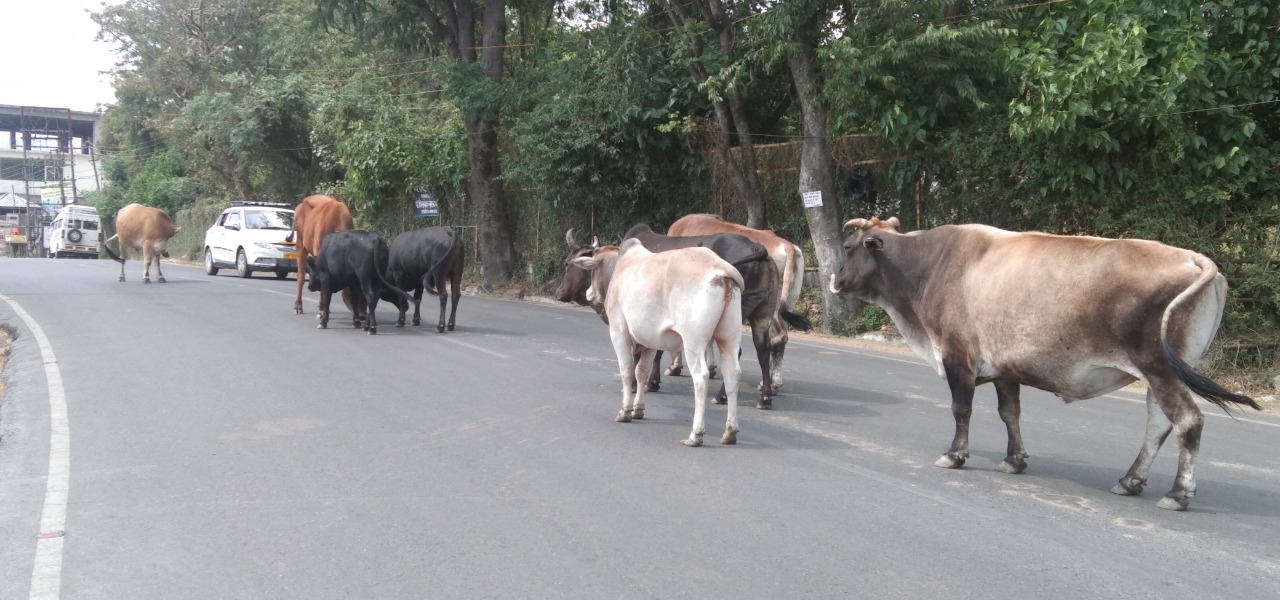 No end to stray cattle menace