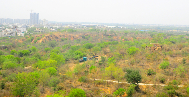 To save Aravalli hills, safari on the cards in Gurugram and Nuh