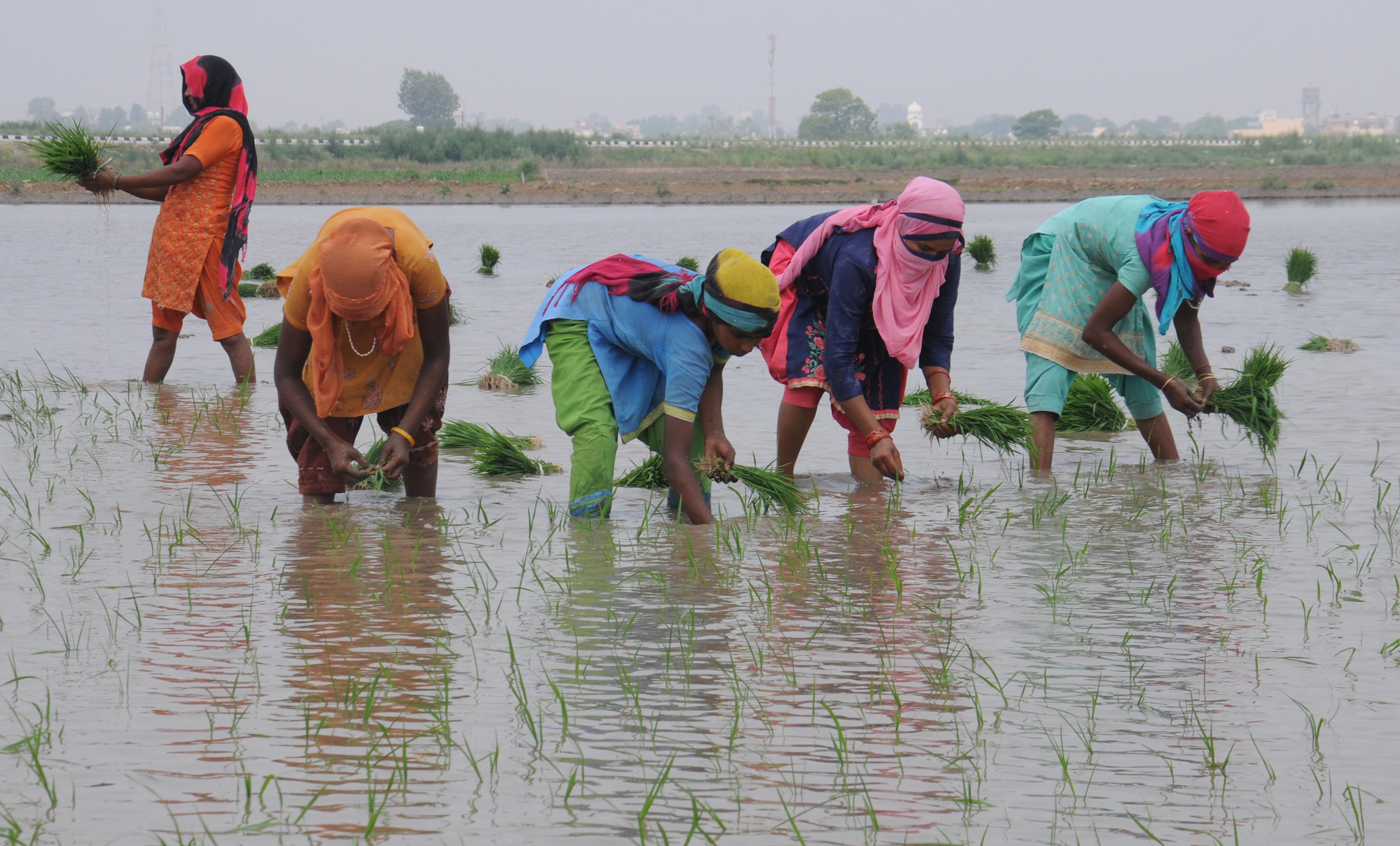 Demand up, PSPCL braces for costliest paddy season in Punjab