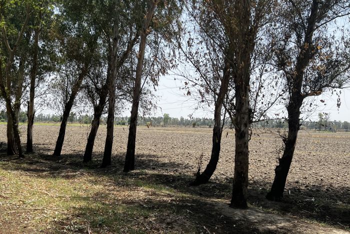 Astray fires from wheat fields destroying green cover