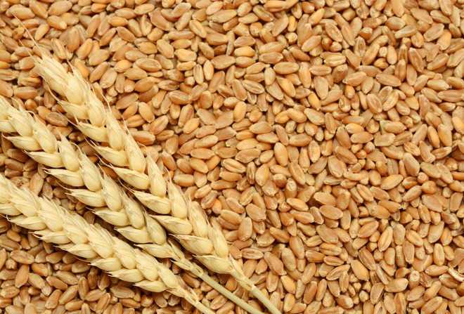 Major relief for farmers; Government announces relaxations for shrunken, shrivelled grains