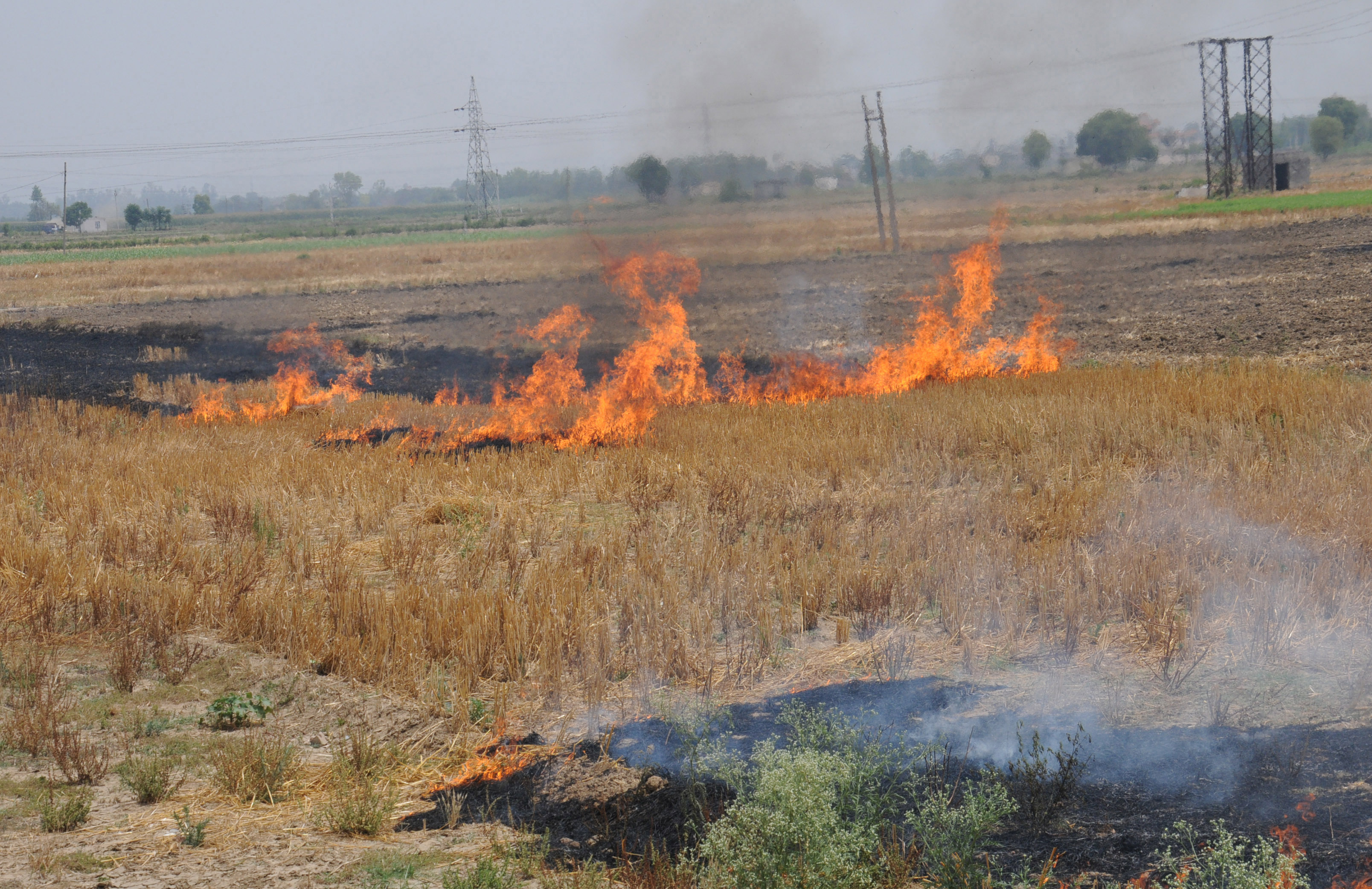 Stubble -burning cases see five-fold rise in Jalandhar district