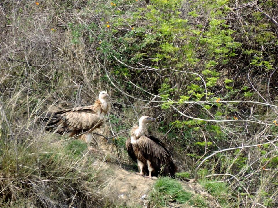 Critically endangered white-rumped vultures making a comeback?