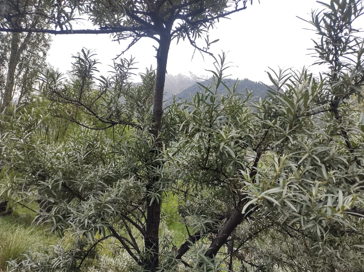 Sea buckthorn farming being promoted in Lahaul
