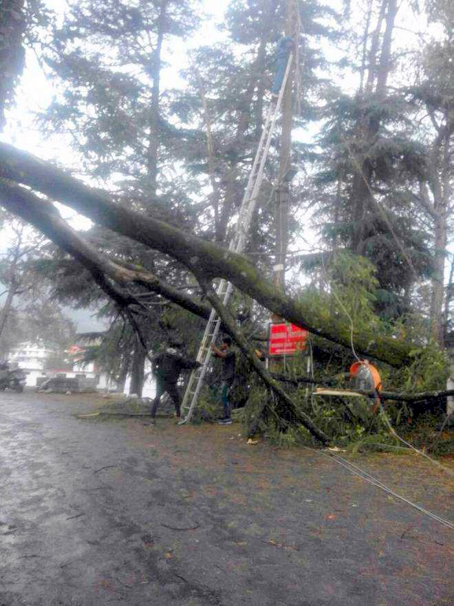 Hanging trees on buildings, roads a threat in Palampur