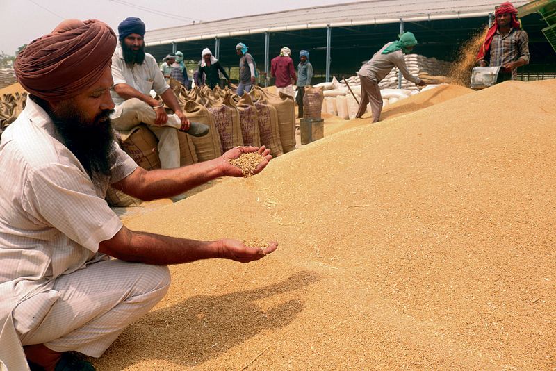Private traders dejected, mill owners happy over ban on wheat export