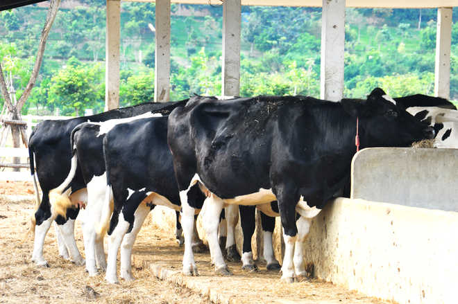 Dairy farmers to protest from May 21
