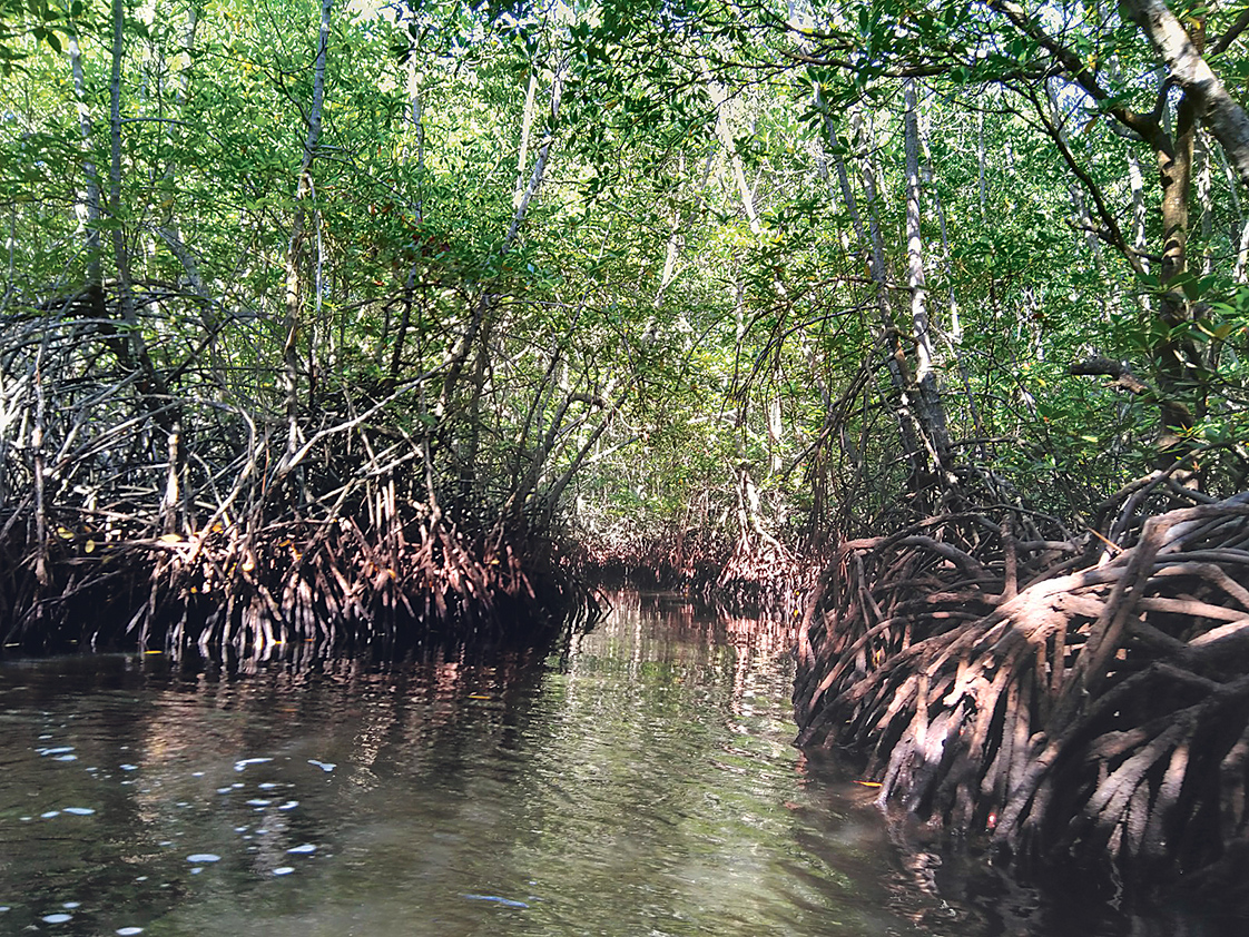 Growing African mangrove forests aim to combat climate woes