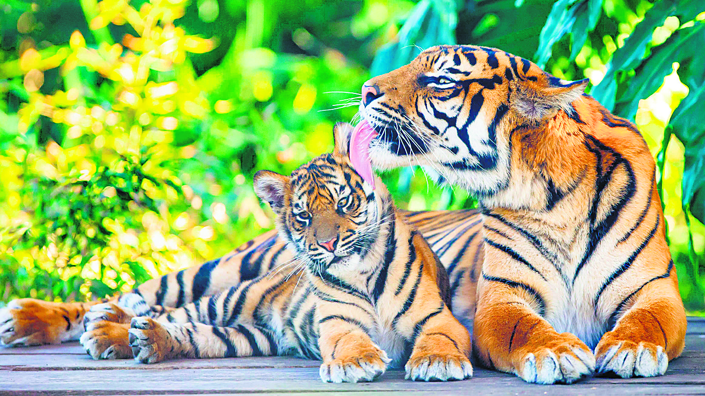 Dhauladhar Nature Park to have Bengal Tigers