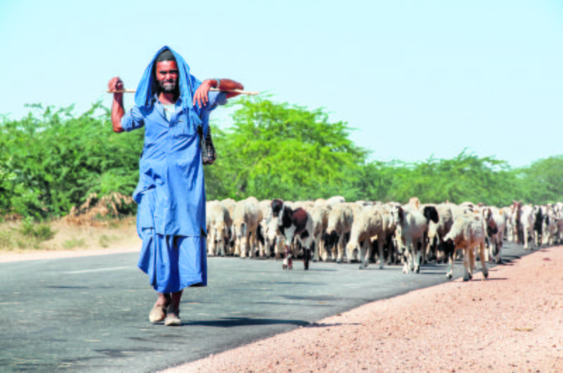 Mainstreaming pastoralism for green growth