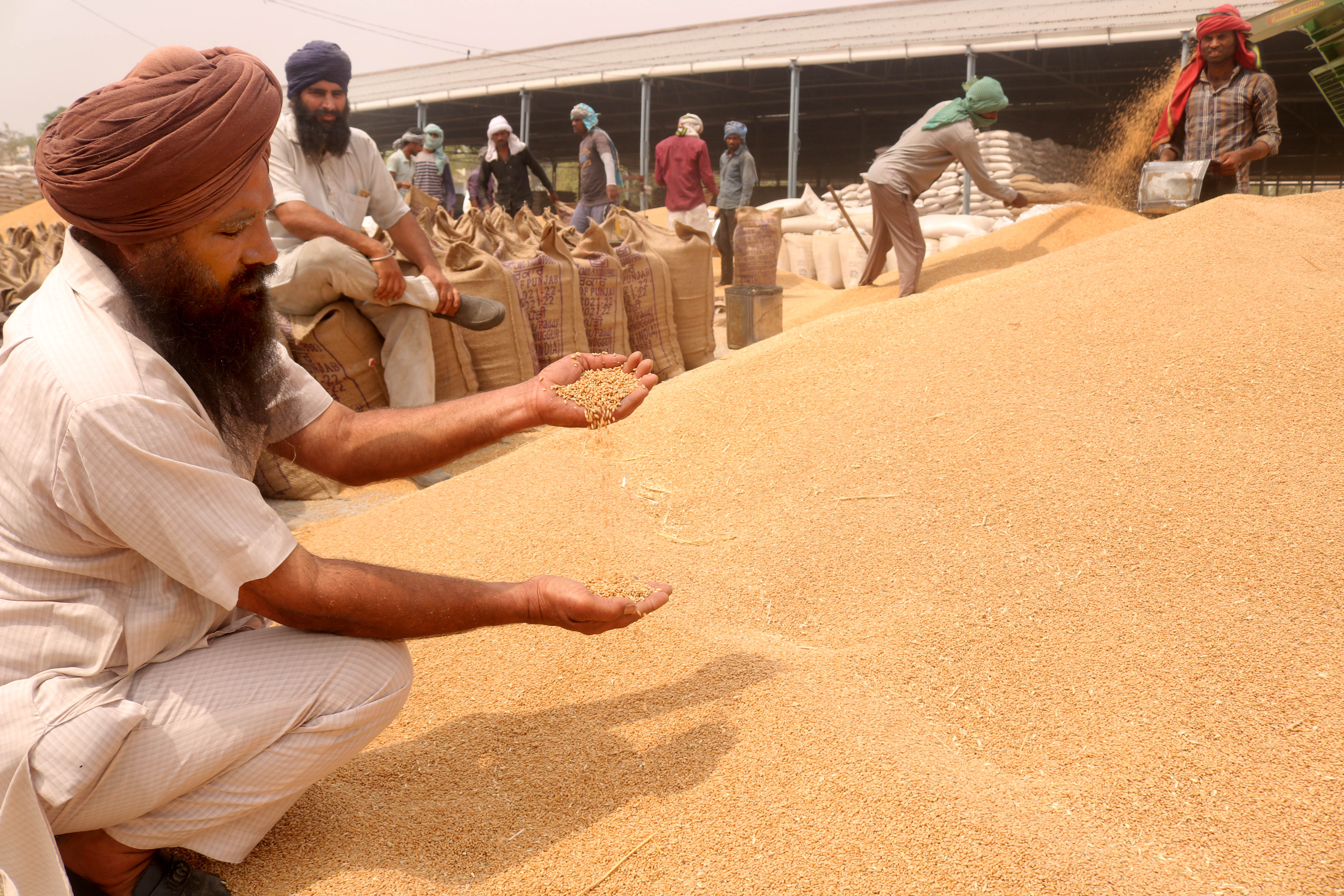 Shrivelled grain norms in Punjab may be relaxed district-wise
