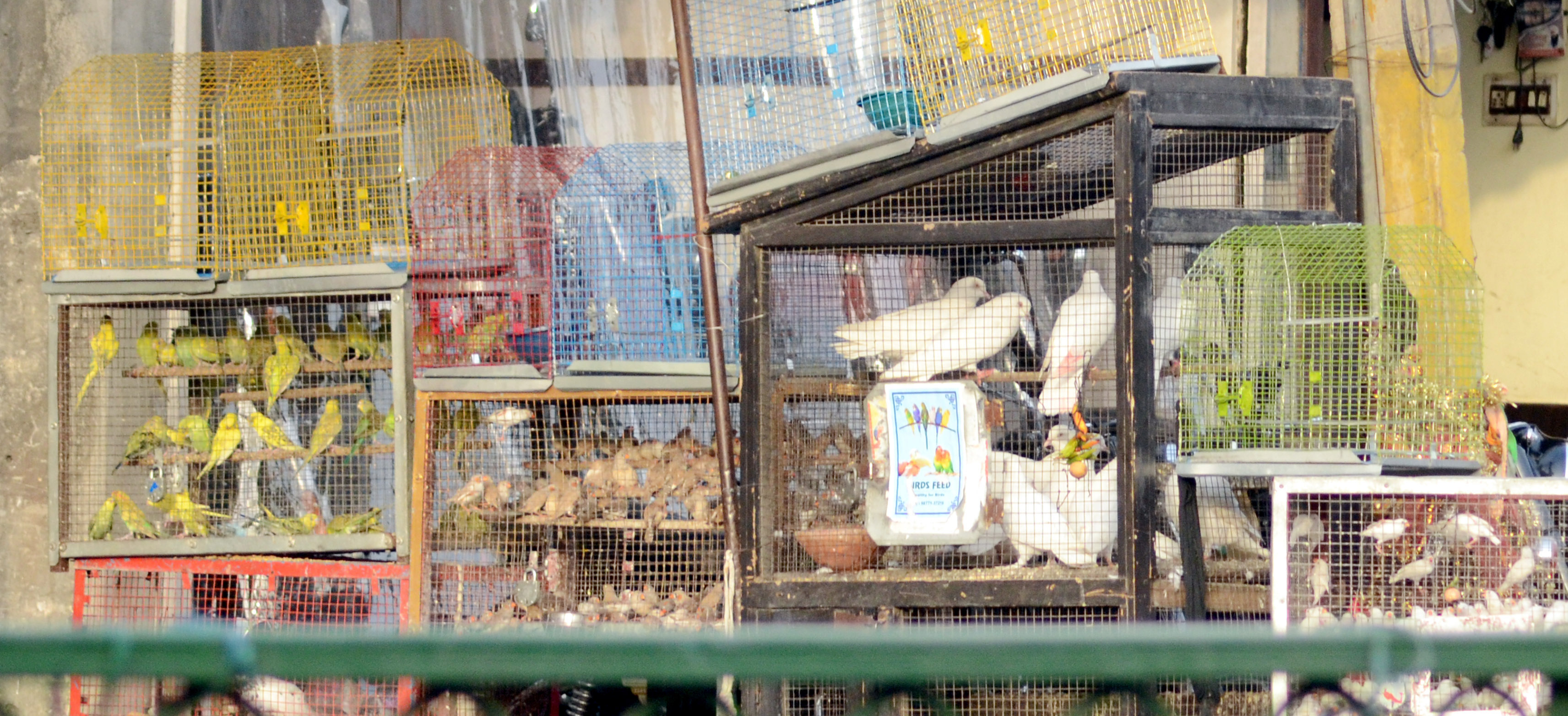Despite ban, indigenous birds being caged, sold illegally in city