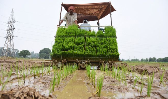 Amritsar: Cultivation of paddy with DSR tech begins
